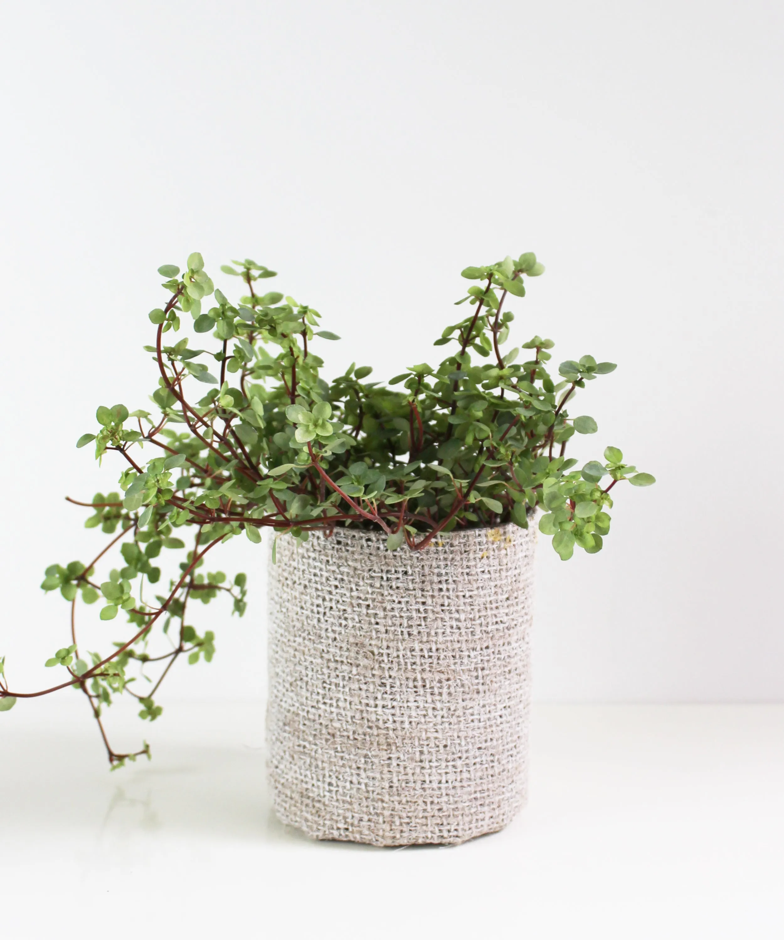 Burlap Wrapped Glass Vase, White Wash