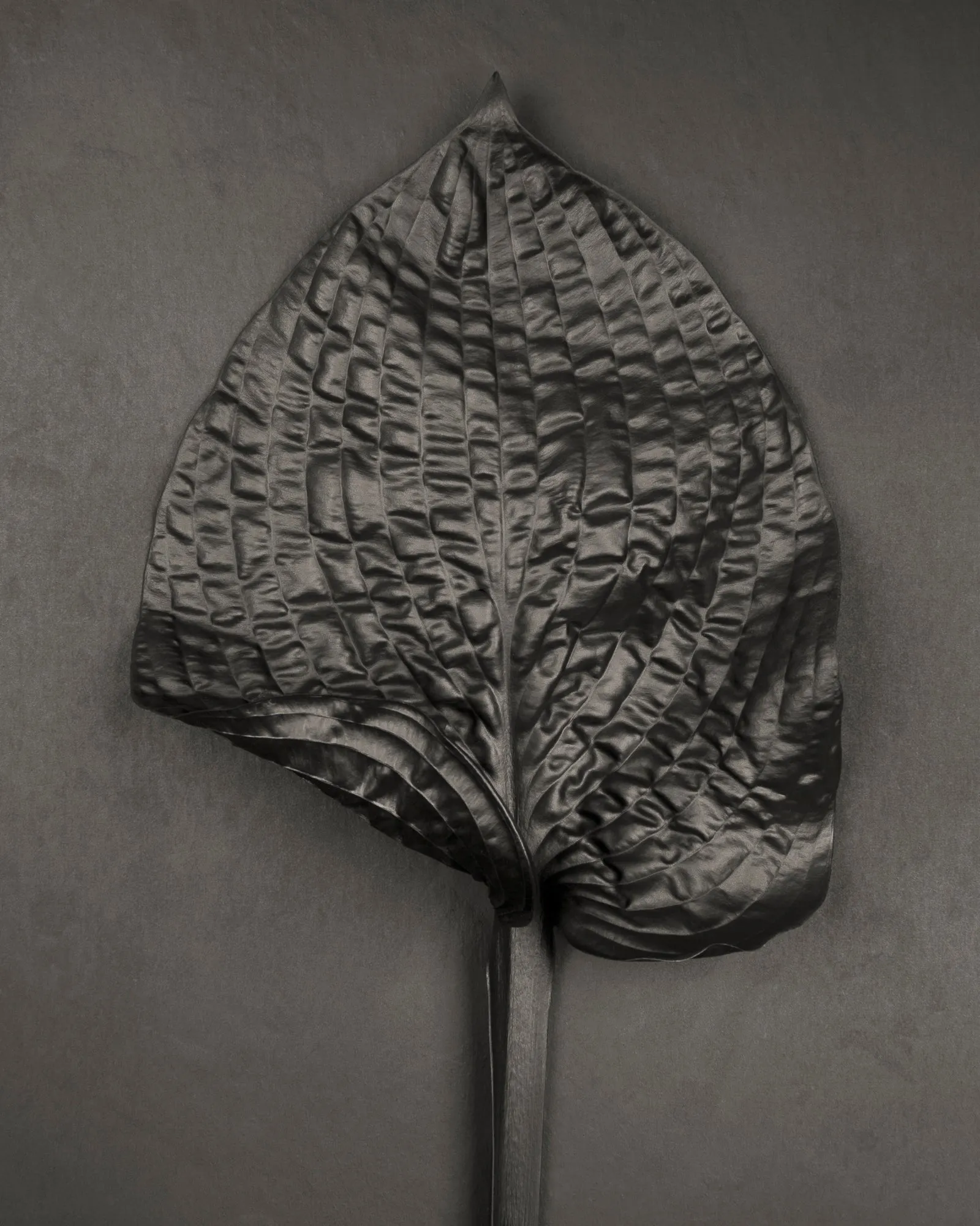 Hosta No. 1
