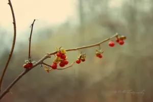 "Bittersweet". Original Artwork Photography Print.