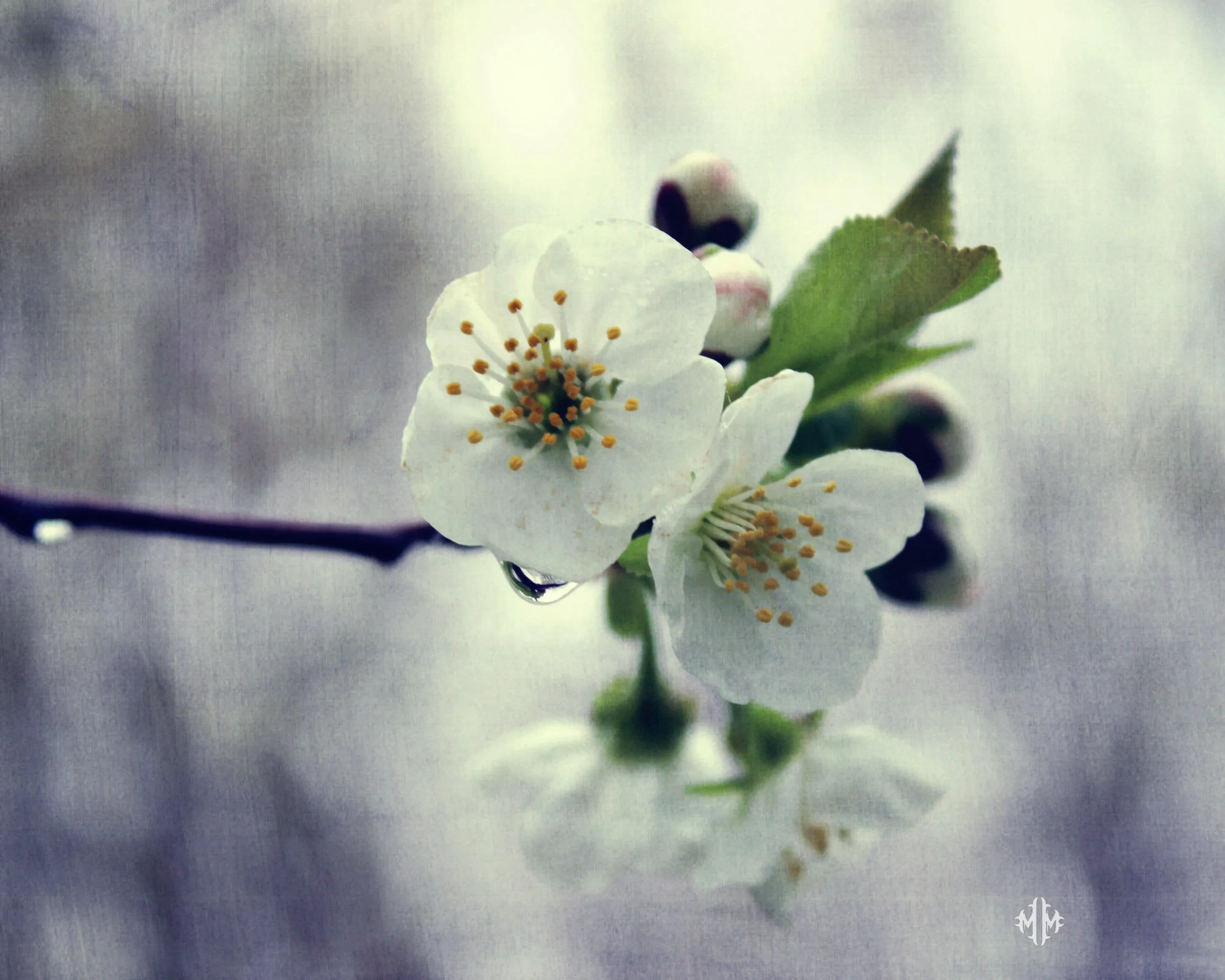 "Cherry Blossom". Original Artwork Photography Print.