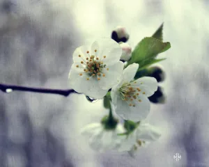 "Cherry Blossom". Original Artwork Photography Print.
