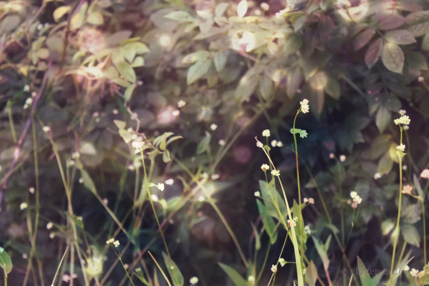 "Midsummer's Night". Original Artwork Photography Print.