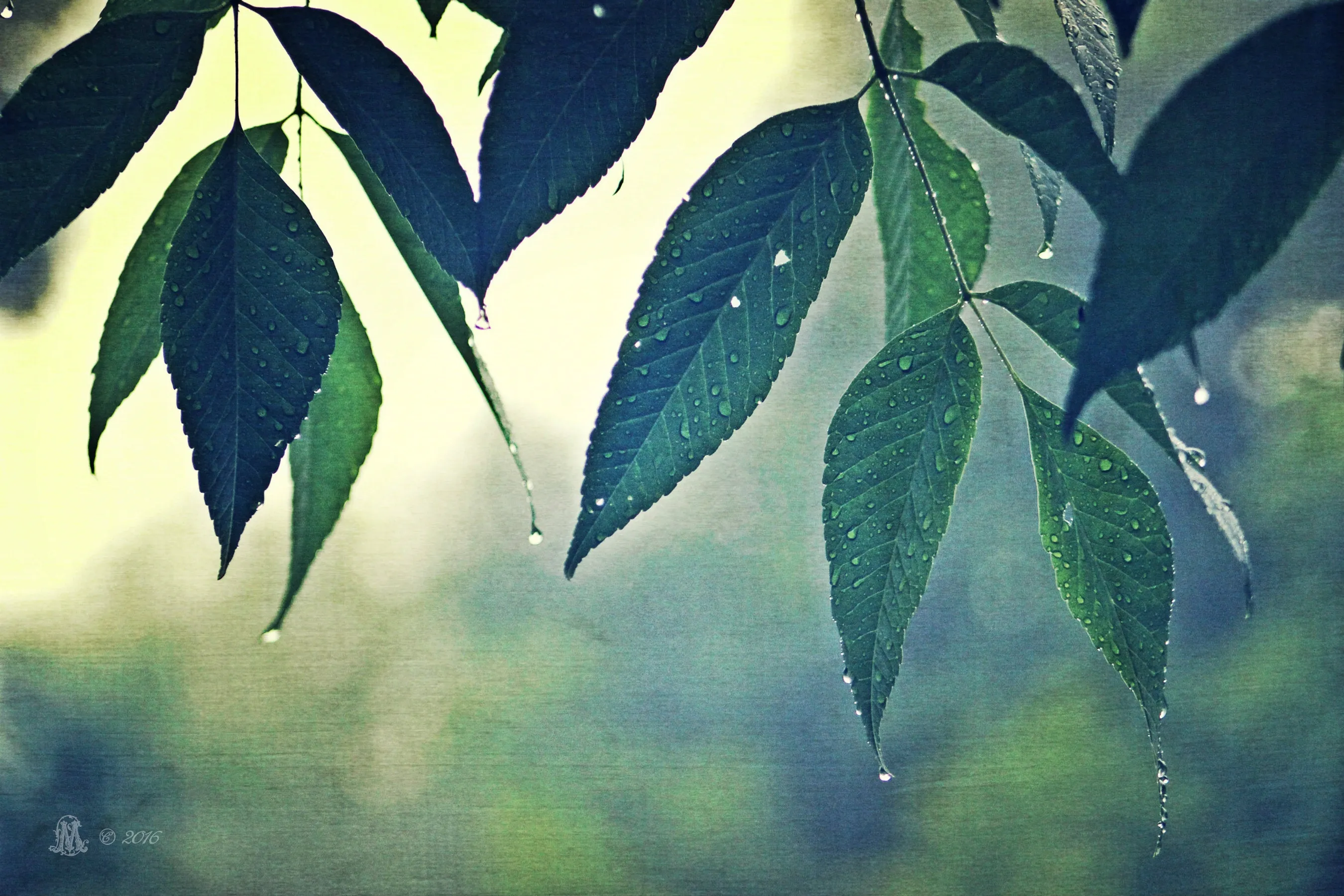 "Quenched". Original Artwork Photography Print.