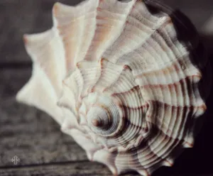 "Seashell | No.1". Original Artwork Photography Print.