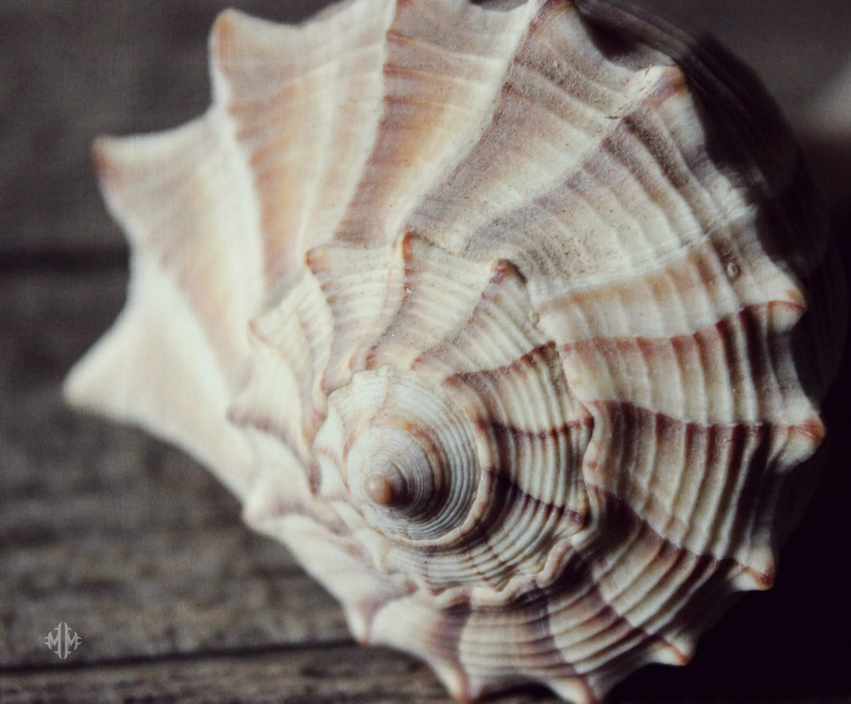"Seashell | No.1". Original Artwork Photography Print.
