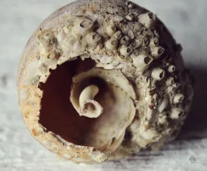 "Seashell | No.2". Original Artwork Photography Print.